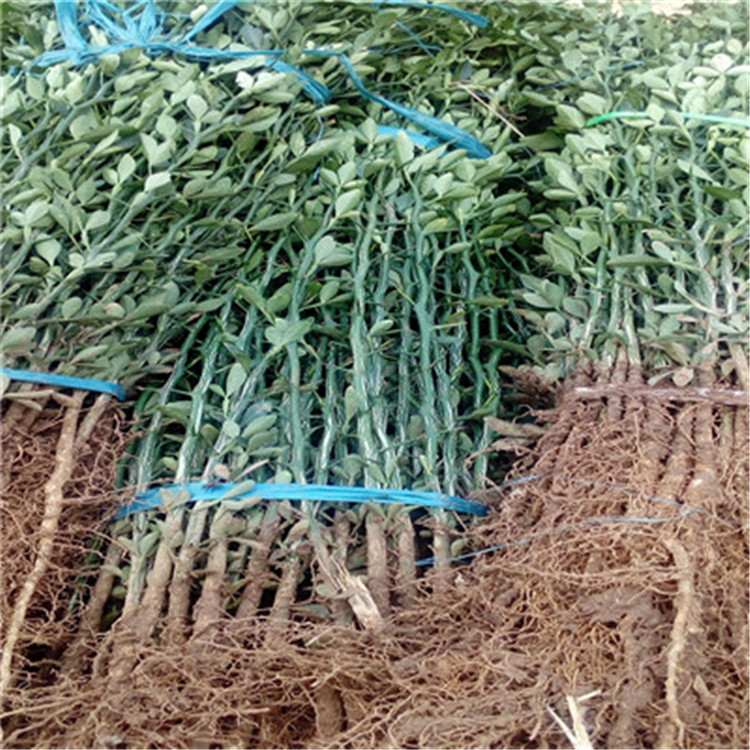 大葉枳殼苗種植季節(jié)好大葉枳殼苗現(xiàn)貨供應(yīng)