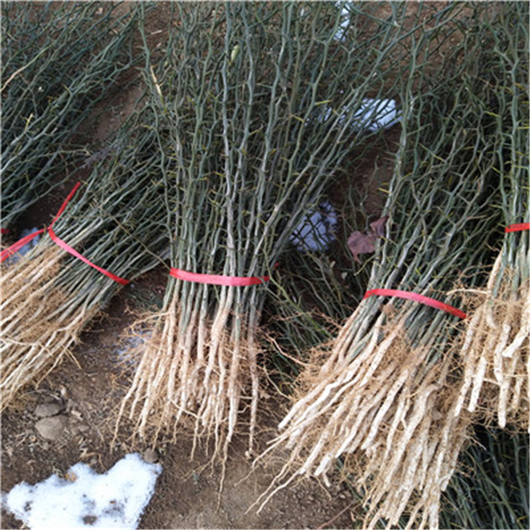 一年生40公分以上枳殼苗成熟季節(jié) 枳殼占木苗批發(fā)基地