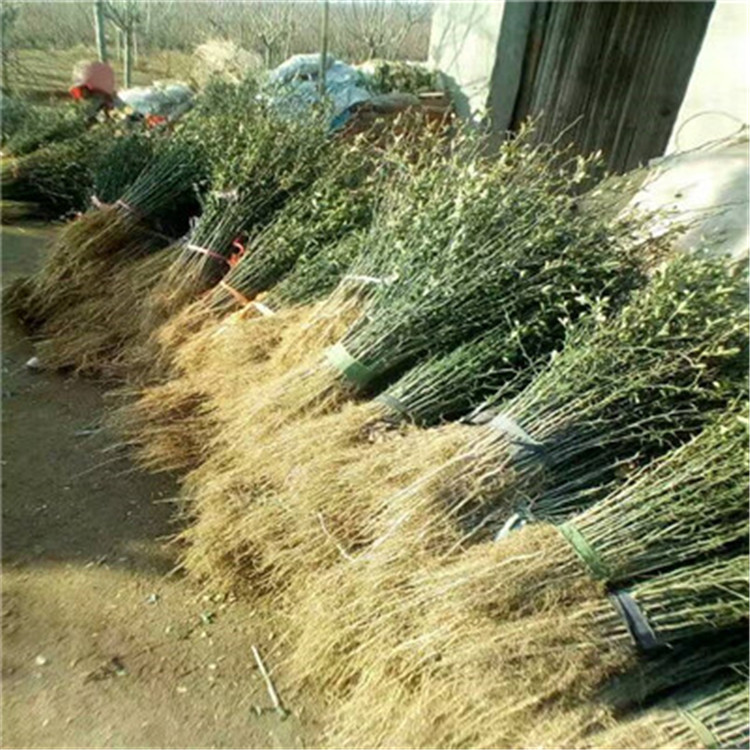大葉枳殼苗種植季節(jié)好大葉枳殼苗現(xiàn)貨供應(yīng)