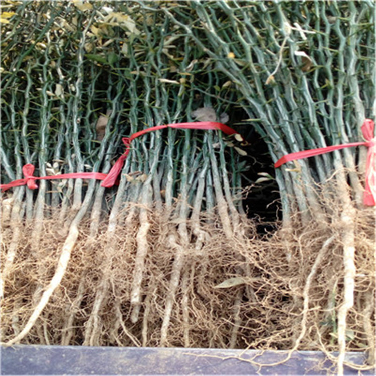 大葉枳殼苗價(jià)格及報(bào)價(jià)大葉枳殼苗現(xiàn)貨供應(yīng)