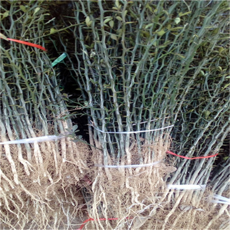 枳壳种子成熟季节枳壳种子批发价格