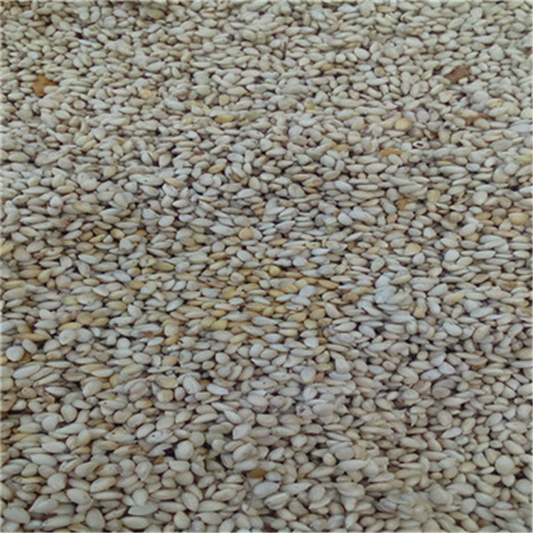 枳殼苗價(jià)格及報(bào)價(jià)枳殼苗基地報(bào)價(jià)
