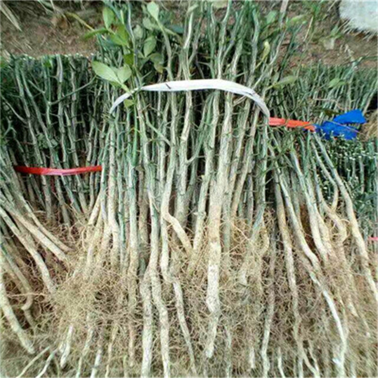 大葉枳殼苗種植季節(jié)好大葉枳殼苗現(xiàn)貨供應(yīng)