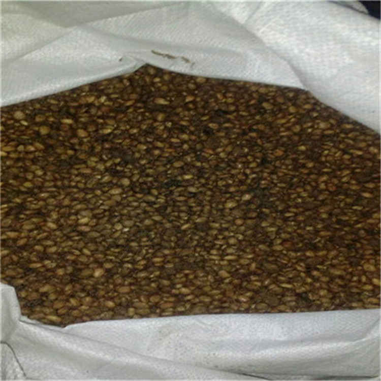 大葉枳殼苗價(jià)格及報(bào)價(jià)大葉枳殼苗現(xiàn)貨供應(yīng)