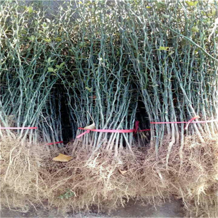 枳殼兩年苗種植季節(jié)好枳殼兩年苗現(xiàn)貨供應