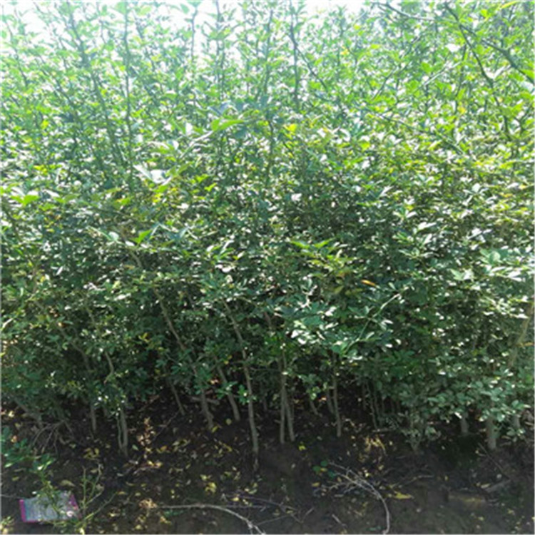 枳殼種子基地報(bào)價(jià)枳殼種子出售電話