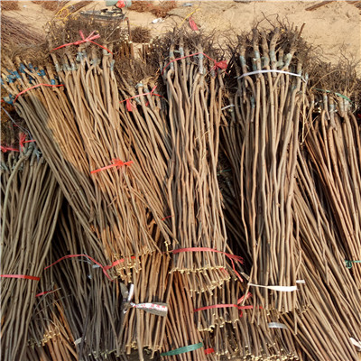 小果甜柿柿子苗嫁接柿子小苗价格及报价