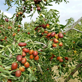 定植两年的枣树种植管理金丝四号枣树苗种植管理