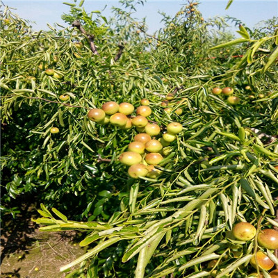 地徑一公分棗樹苗種植管理 龍棗棗樹苗種植管理