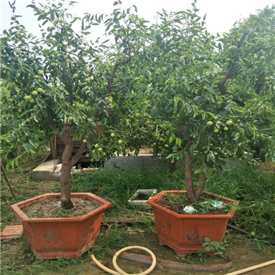 地徑一公分棗樹(shù)苗基地 大青棗棗樹(shù)苗基地