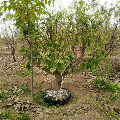 地徑一公分棗樹苗種植管理 冬棗苗種植管理