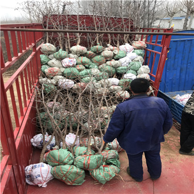 两年生枣树苗基地 马牙枣枣树苗基地