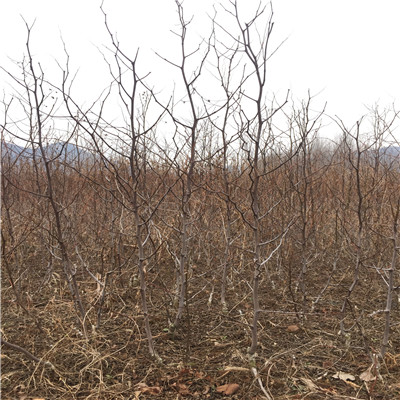 兩年生棗樹苗種植管理 棗樹苗種植管理