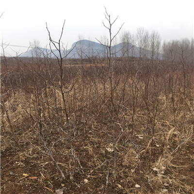 地徑一公分棗樹苗種植管理 早脆王棗樹苗種植管理