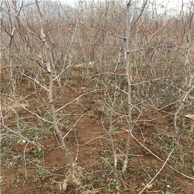 定植兩年的棗樹批發(fā)價(jià)錢 灰棗苗批發(fā)價(jià)錢