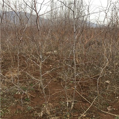 地徑一公分棗樹苗種植管理 龍棗棗樹苗種植管理
