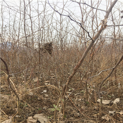 地徑一公分棗樹苗種植管理 早脆王棗樹苗種植管理