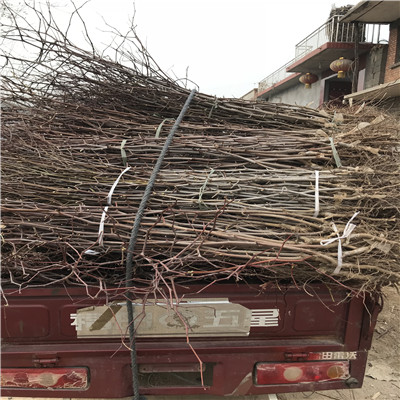 兩年生棗樹苗基地 冬棗苗基地