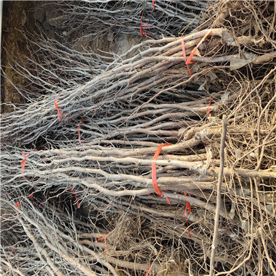 定植兩年的棗樹批發(fā)多錢 早脆王棗樹苗批發(fā)多錢