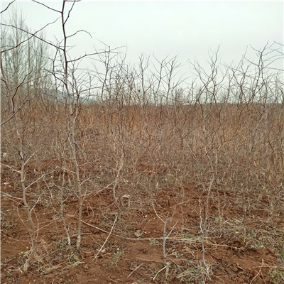 2020年山東棗樹(shù)苗種植管理 梨棗棗樹(shù)苗種植管理