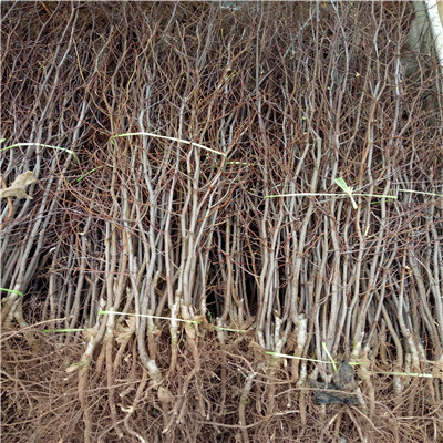 葫芦枣枣树苗两年生枣树苗种植技术