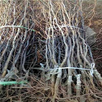 定植两年的枣树种植管理 金丝四号枣树苗种植管理