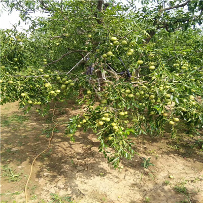 馬牙棗棗樹苗兩年生棗樹苗批發(fā)價(jià)格