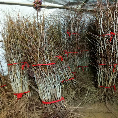 定植兩年的棗樹批發(fā)多錢 早脆王棗樹苗批發(fā)多錢