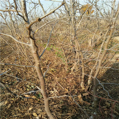 定植兩年的棗樹批發(fā)多錢 早脆王棗樹苗批發(fā)多錢