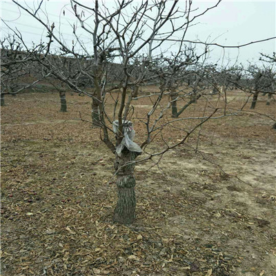 两年生枣树苗基地 马牙枣枣树苗基地