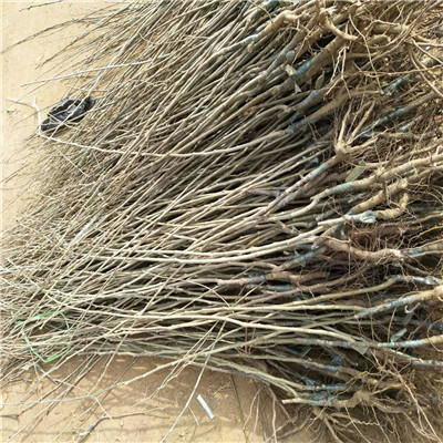 兩年生棗樹(shù)苗批發(fā)價(jià)錢 葫蘆棗棗樹(shù)苗批發(fā)價(jià)錢