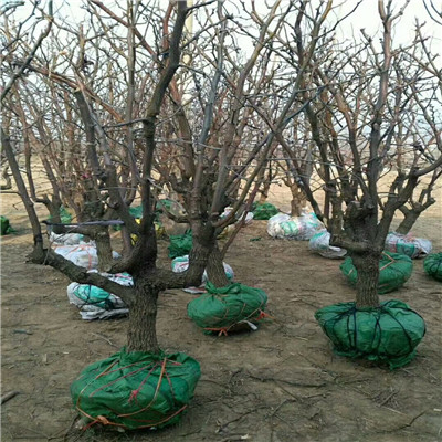 定植兩年的棗樹批發(fā)價錢 龍須棗棗樹苗批發(fā)價錢