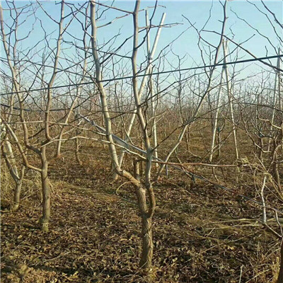 葫蘆棗棗樹苗兩年生棗樹苗價格及報價