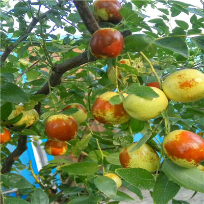 地徑一公分棗樹苗種植管理 冬棗苗種植管理