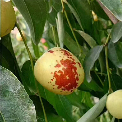 定植兩年的棗樹批發(fā)價錢 雞心棗棗樹苗批發(fā)價錢
