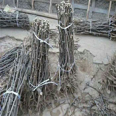 定植兩年的棗樹(shù)多錢(qián)一棵 贊皇大棗苗多錢(qián)一棵