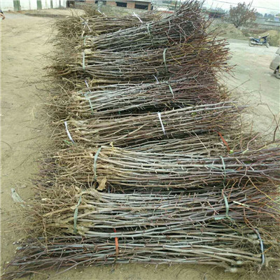 2020年山東棗樹(shù)苗種植管理 冬棗2號(hào)棗樹(shù)苗種植管理