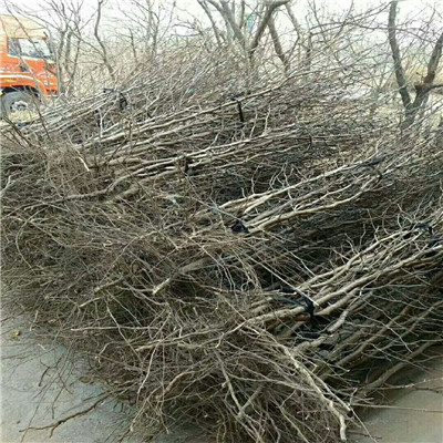 地徑一公分棗樹苗種植管理 龍棗棗樹苗種植管理