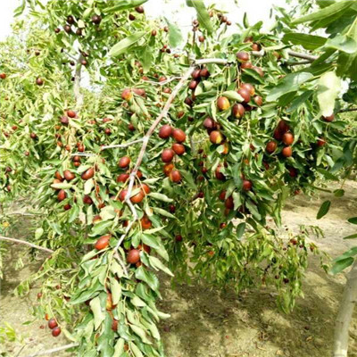定植两年的枣树种植管理 金丝四号枣树苗种植管理