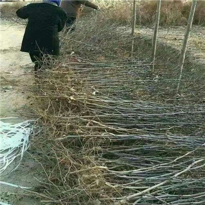 定植兩年的棗樹(shù)多錢(qián)一棵 贊皇大棗苗多錢(qián)一棵