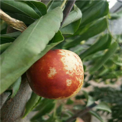 馬牙棗棗樹苗兩年生棗樹苗批發(fā)價(jià)格