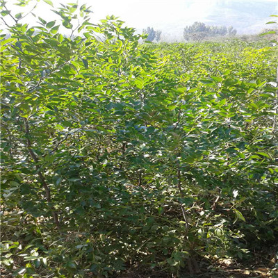 兩年生棗樹苗種植管理 棗樹苗種植管理