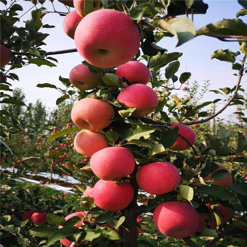 新品种苹果苗种植技术 华硕苹果苗出售电话