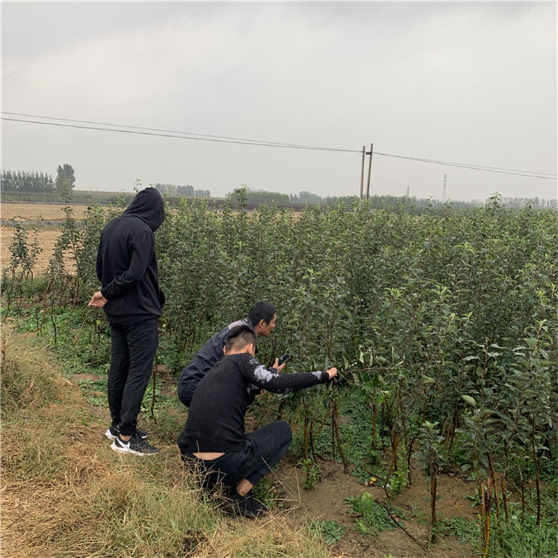 响富苹果苗三公分苹果树种植技术