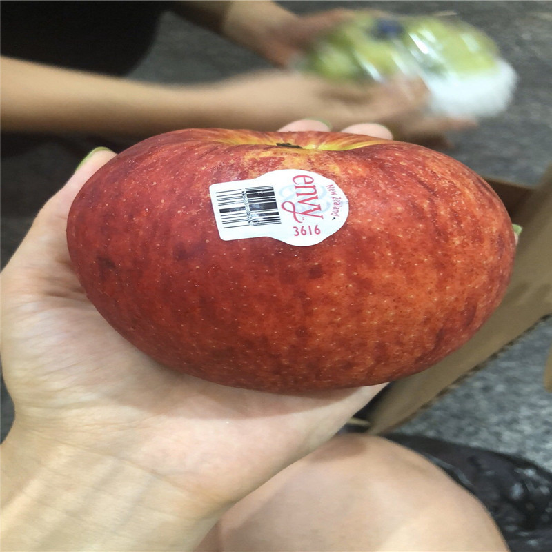 五公分大蘋果樹批發(fā)價(jià)格 紅肉蘋果苗價(jià)格及報(bào)價(jià)