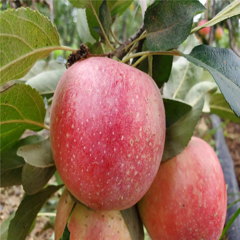 信濃紅蘋果苗種植技術(shù) m26矮化蘋果苗信濃紅蘋果苗價格及報價