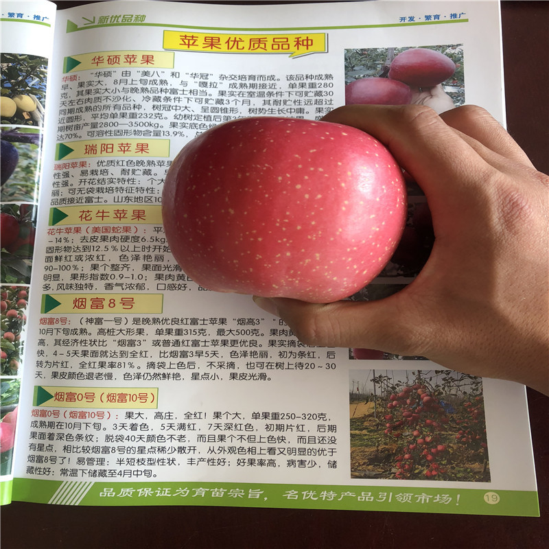 新品種蘋果苗種植技術(shù) 水蜜桃蘋果苗一棵價(jià)錢