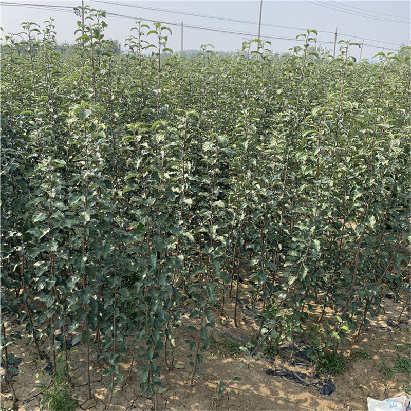 新品種蘋果苗基地報價國光蘋果苗