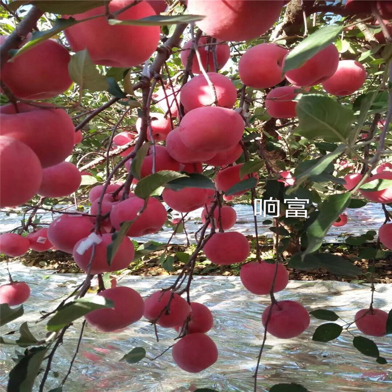 花牛蘋果苗三公分蘋果樹品種特色介紹