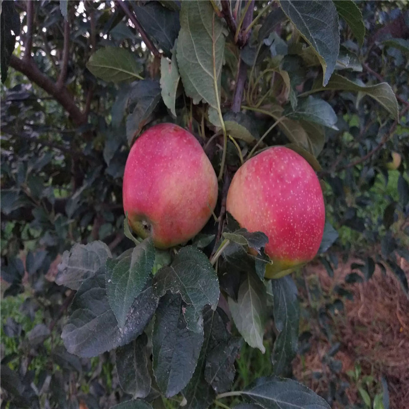 m26矮化蘋果苗批發(fā)價(jià)格 水蜜桃蘋果苗價(jià)格及報(bào)價(jià)